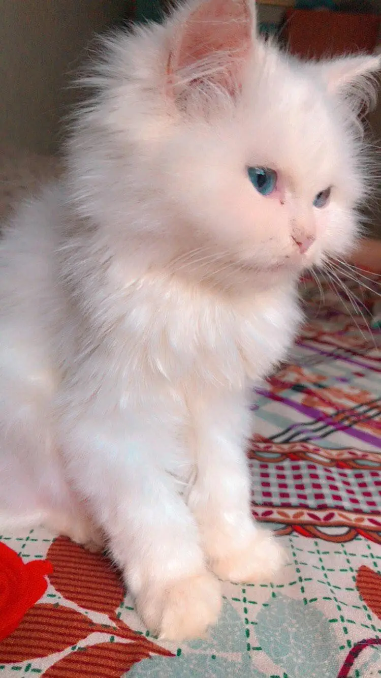 Persian triple coated female kitten — photo 2