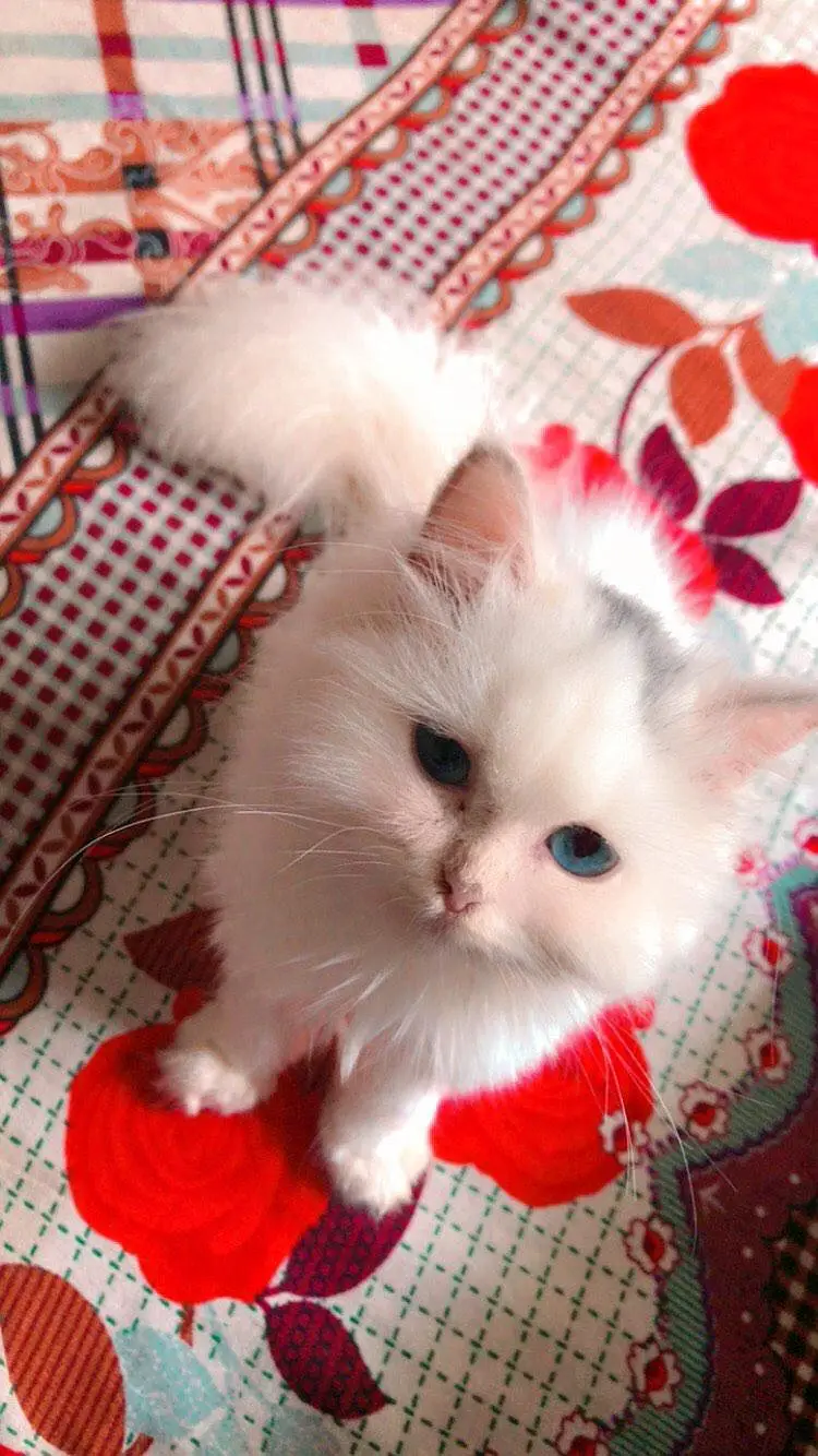 Persian triple coated female kitten — photo 3