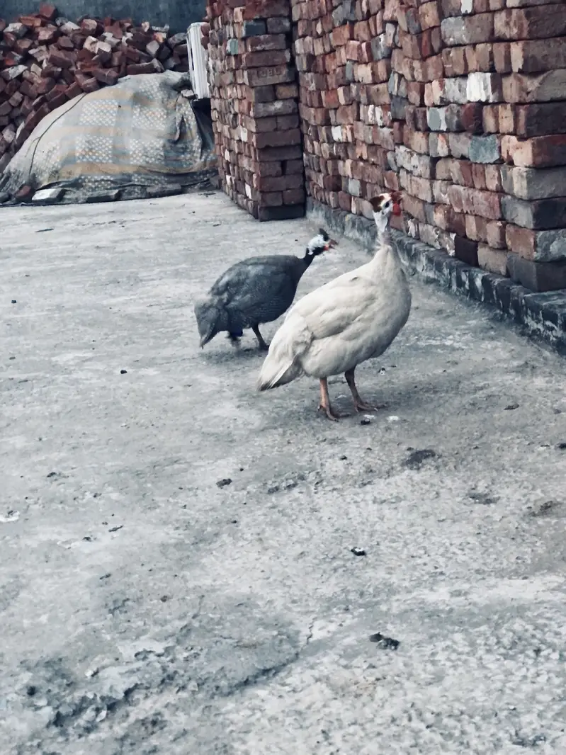 Guinea fowl ( chakor ) pair for sale