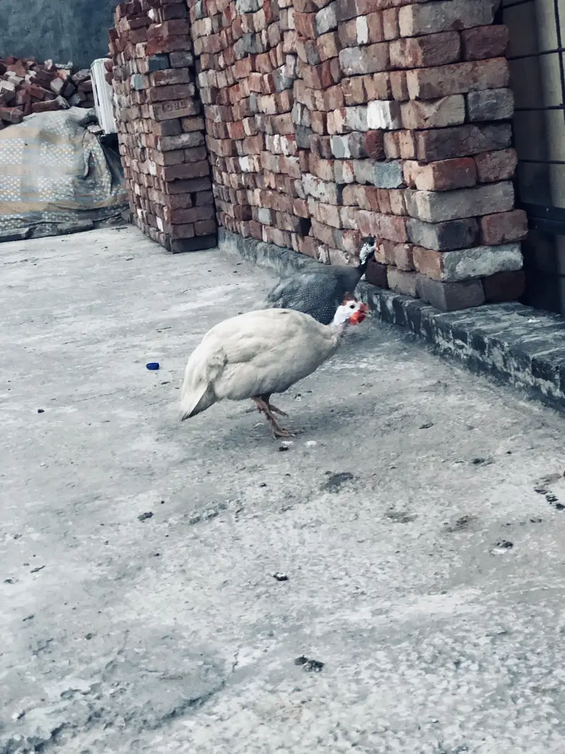 Guinea fowl ( chakor ) pair for sale — photo 2