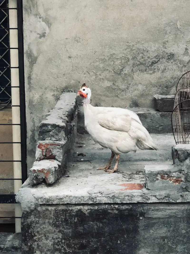 Guinea fowl ( chakor ) pair for sale — photo 4