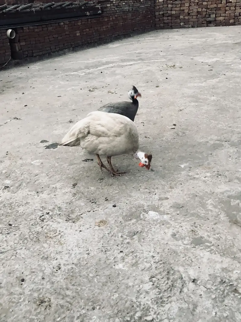 Guinea fowl ( chakor ) pair for sale — photo 5