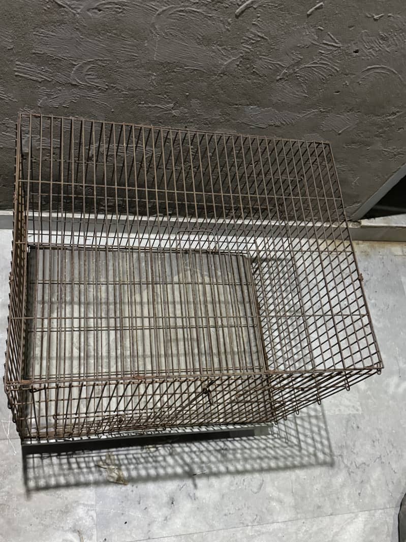 Parrots  cage 1