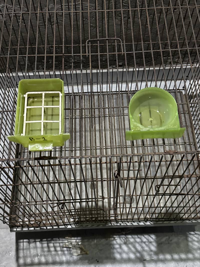 Parrots  cage 4
