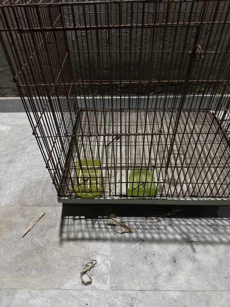 Parrots  cage 5