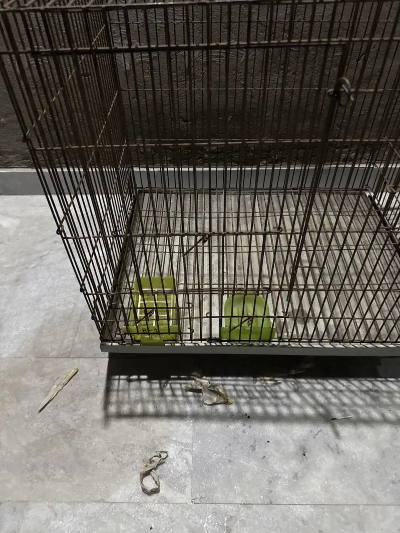 Parrots  cage — photo 6