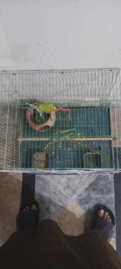 Australian parrots