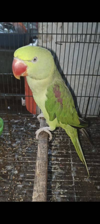 Beautiful Raw Parrot sale