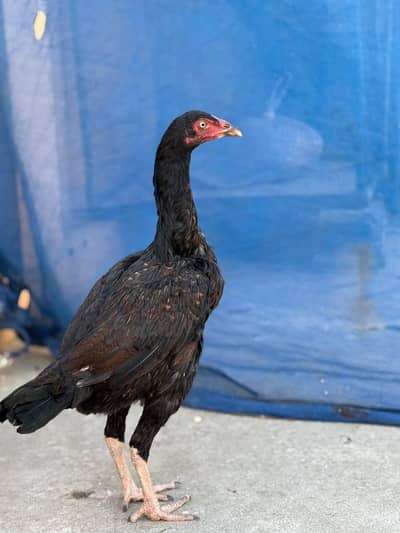 Home breed Kamalia cross mianwali Aseel hen