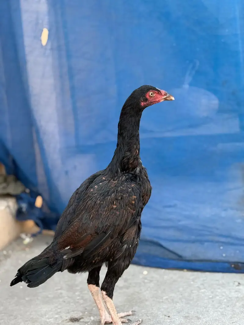 Home breed Kamalia cross mianwali Aseel hen — photo 2