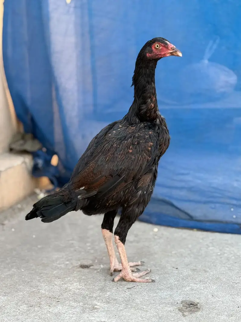Home breed Kamalia cross mianwali Aseel hen — photo 3