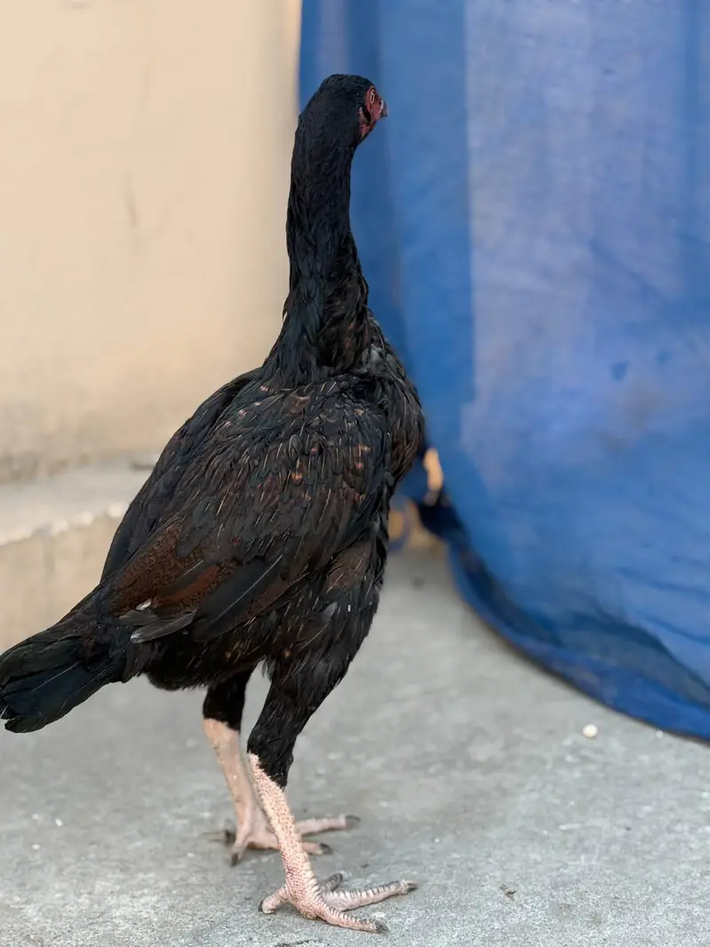 Home breed Kamalia cross mianwali Aseel hen — photo 4