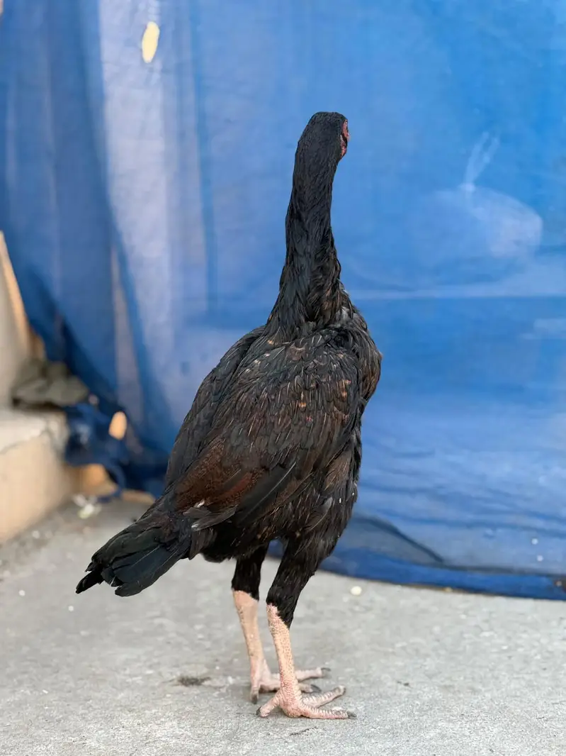 Home breed Kamalia cross mianwali Aseel hen — photo 5