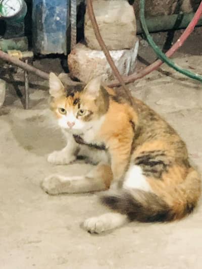 Cat for sale