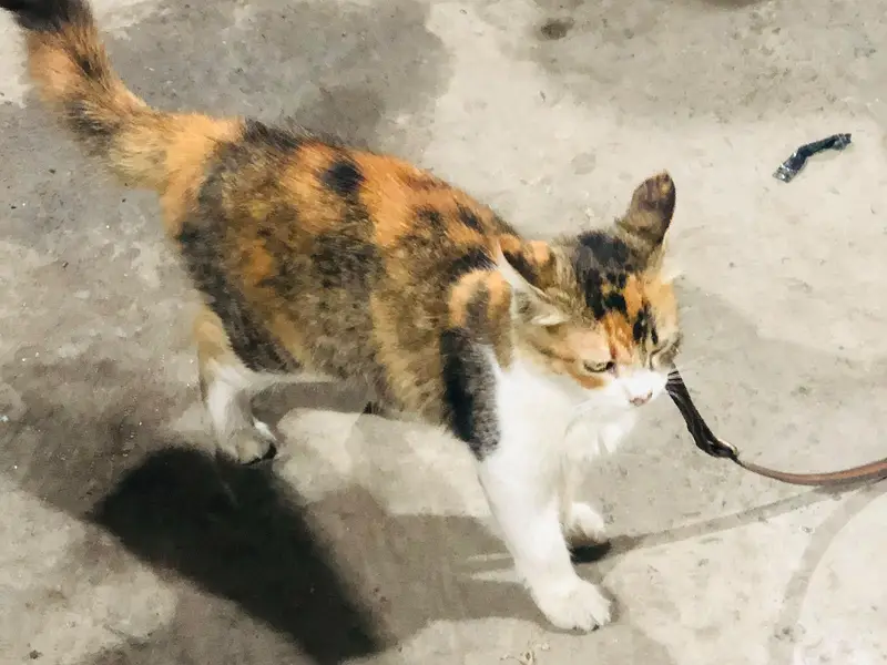 Cat for sale — photo 2