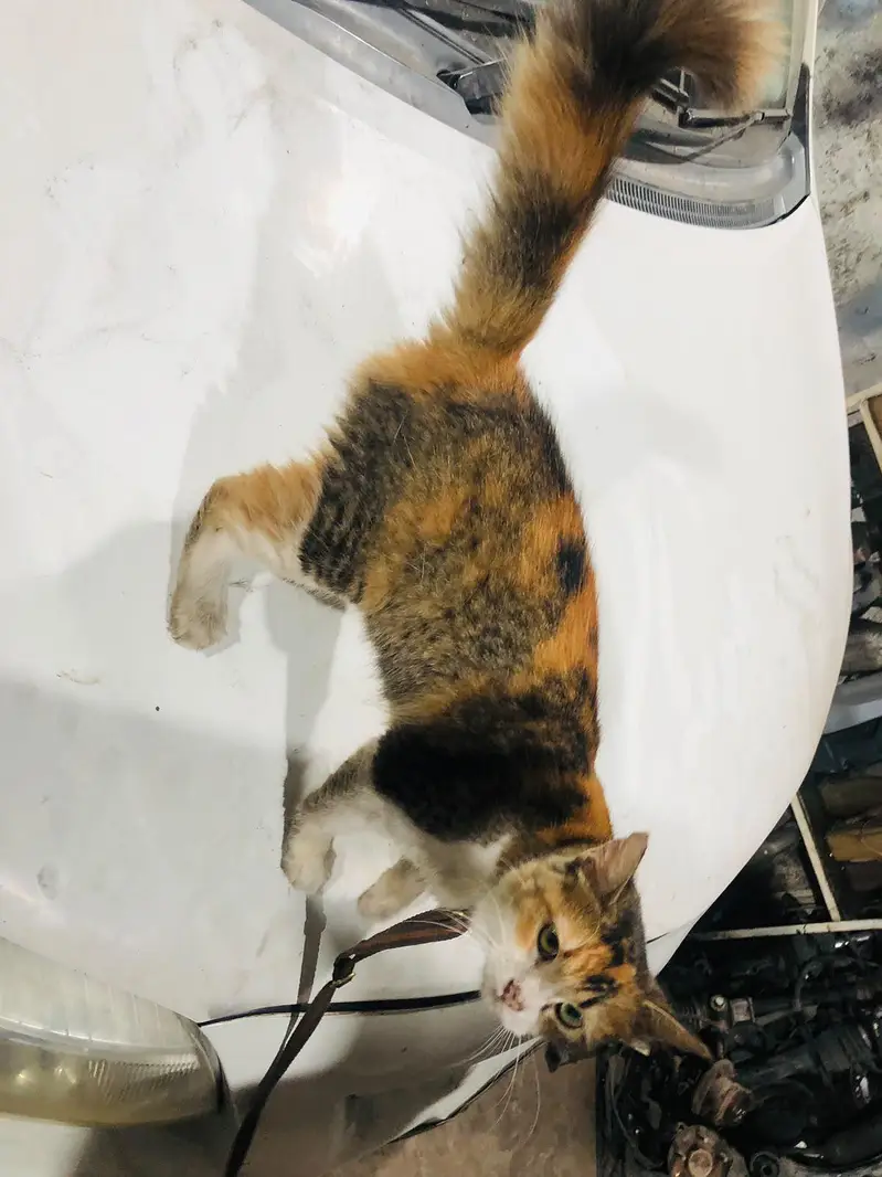 Cat for sale — photo 3