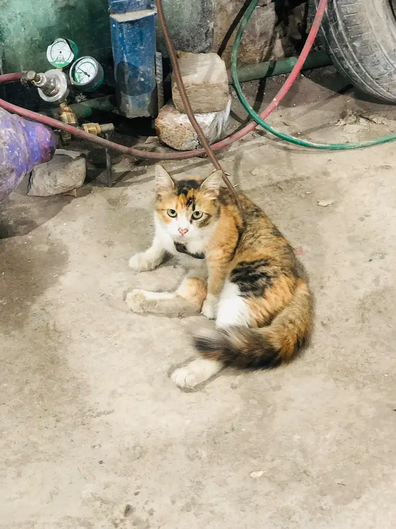 Cat for sale — photo 4