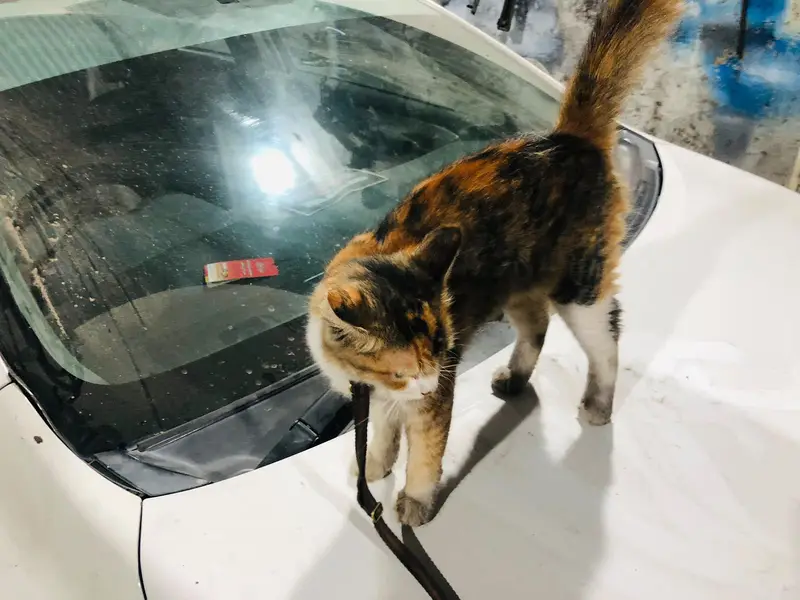 Cat for sale — photo 5