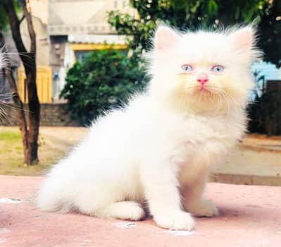 Top Quality Persian Kittens Available