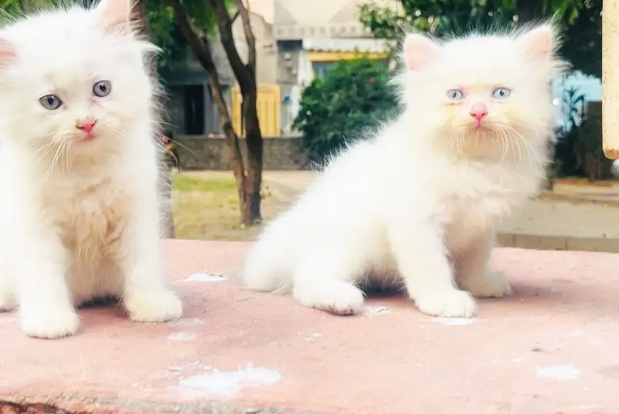 Top Quality Persian Kittens Available — photo 3
