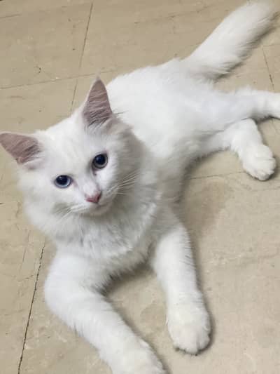 Different eye colour Persian cat age 3 months