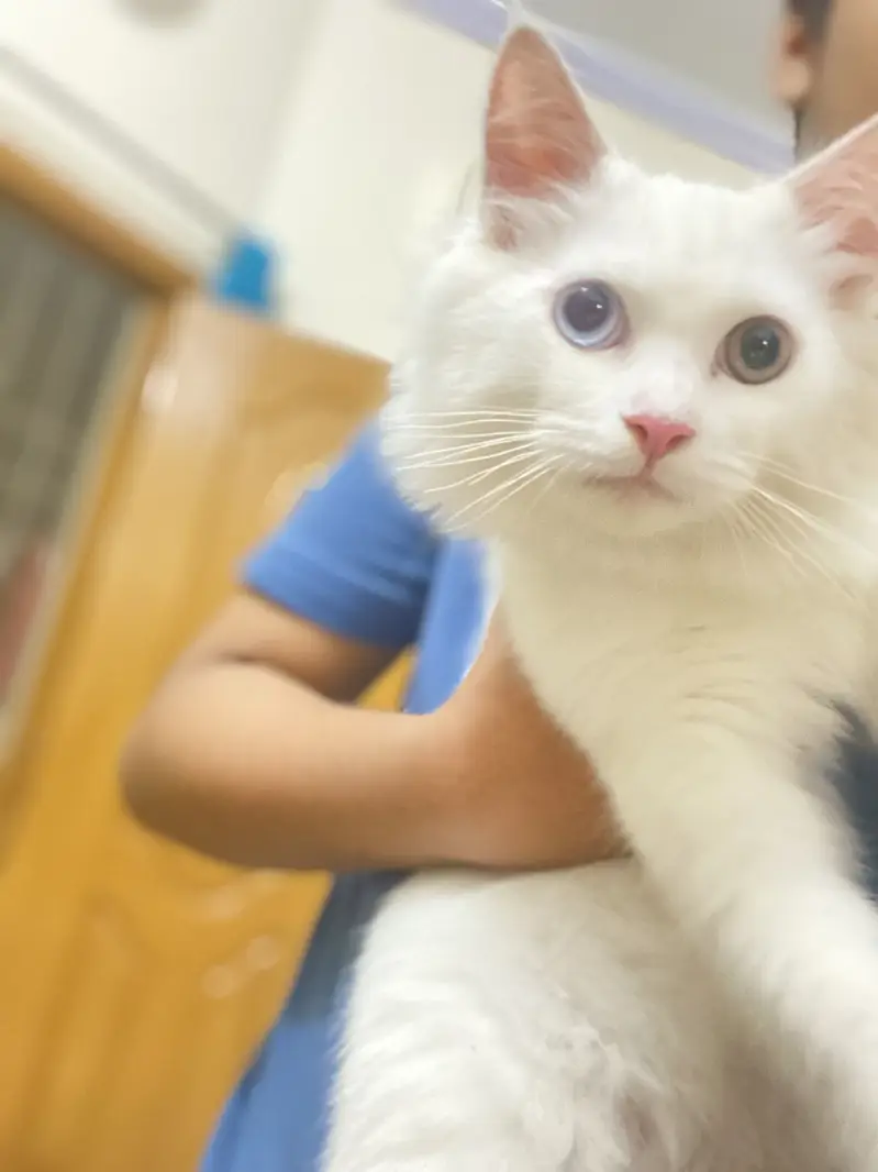 Different eye colour Persian cat age 3 months — photo 2
