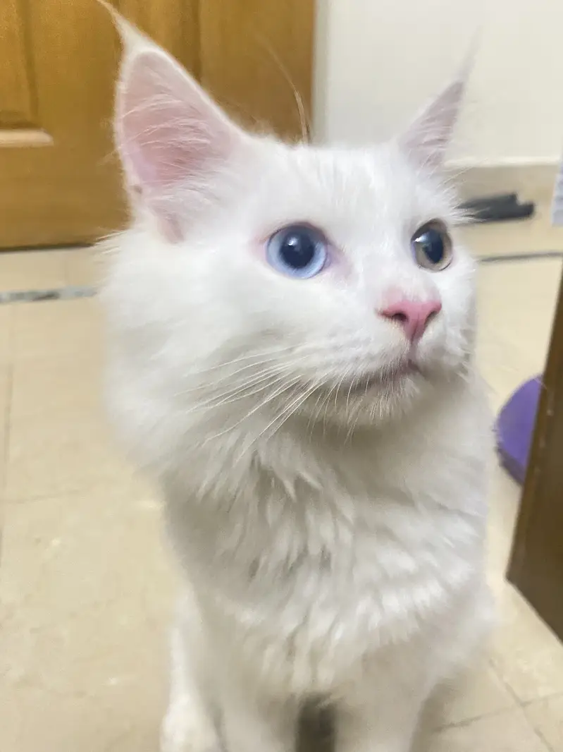 Different eye colour Persian cat age 3 months — photo 3