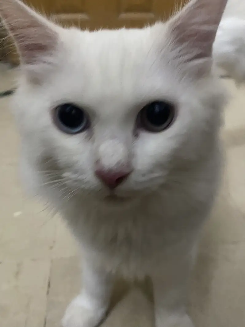 Different eye colour Persian cat age 3 months — photo 4