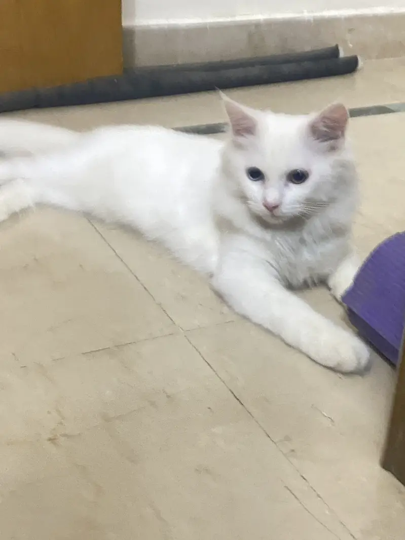 Different eye colour Persian cat age 3 months — photo 5