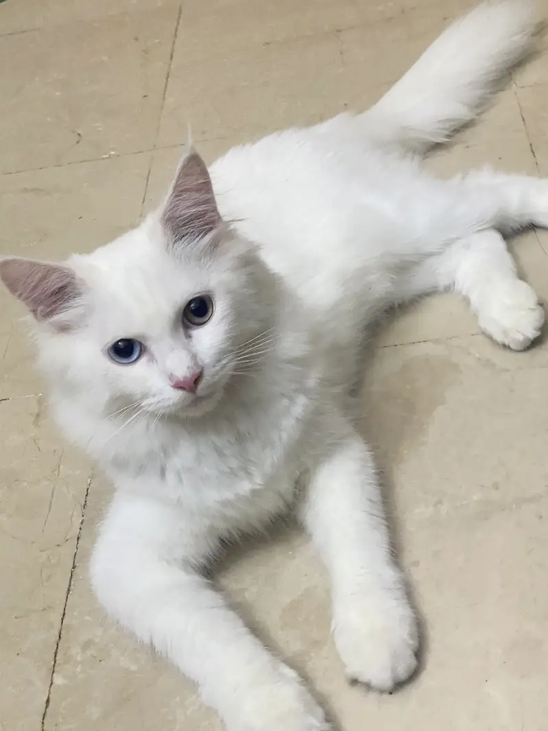 Different eye colour Persian cat age 3 months — photo 7