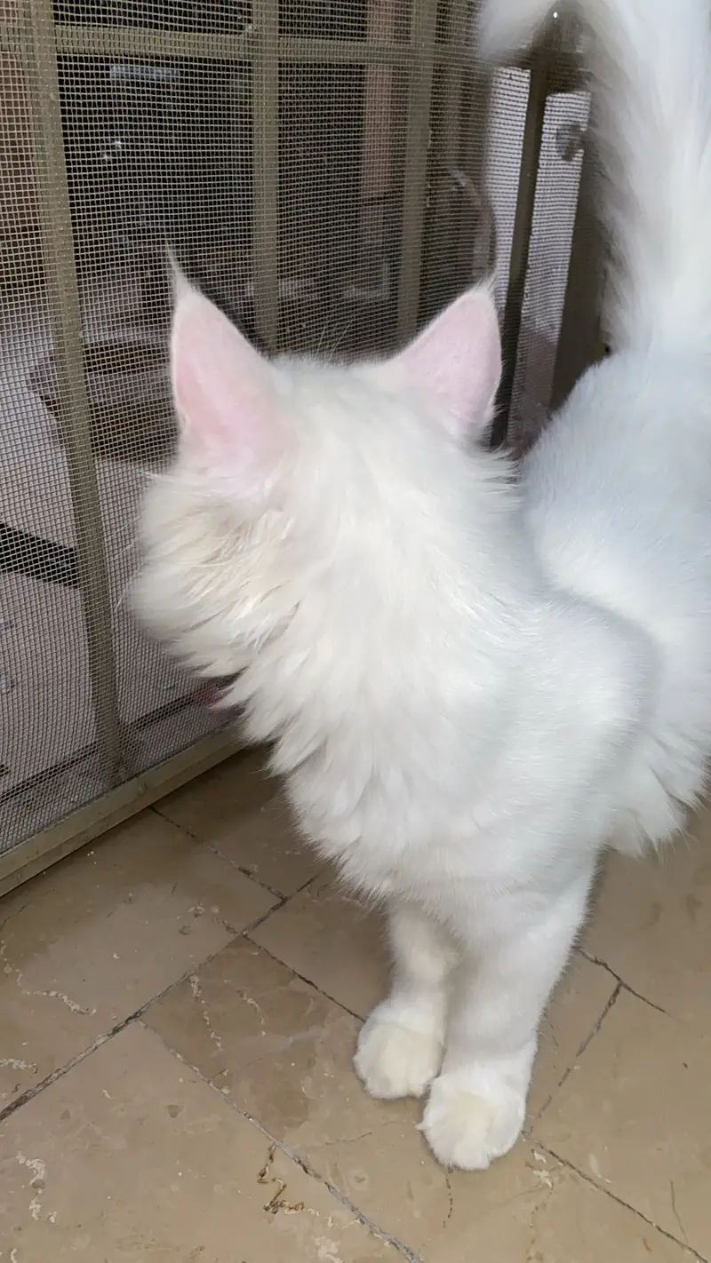 Different eye colour Persian cat age 3 months — photo 8