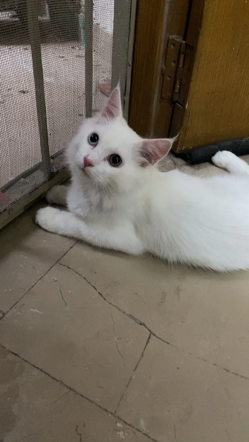 Different eye colour Persian cat age 3 months — photo 9