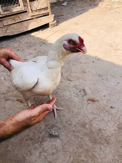 Aseel Hera hen for sale