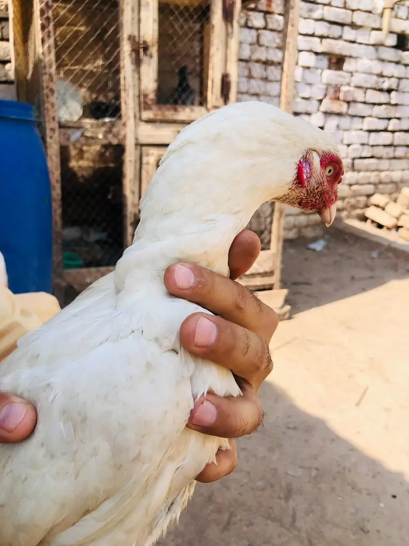 Aseel Hera hen for sale — photo 2