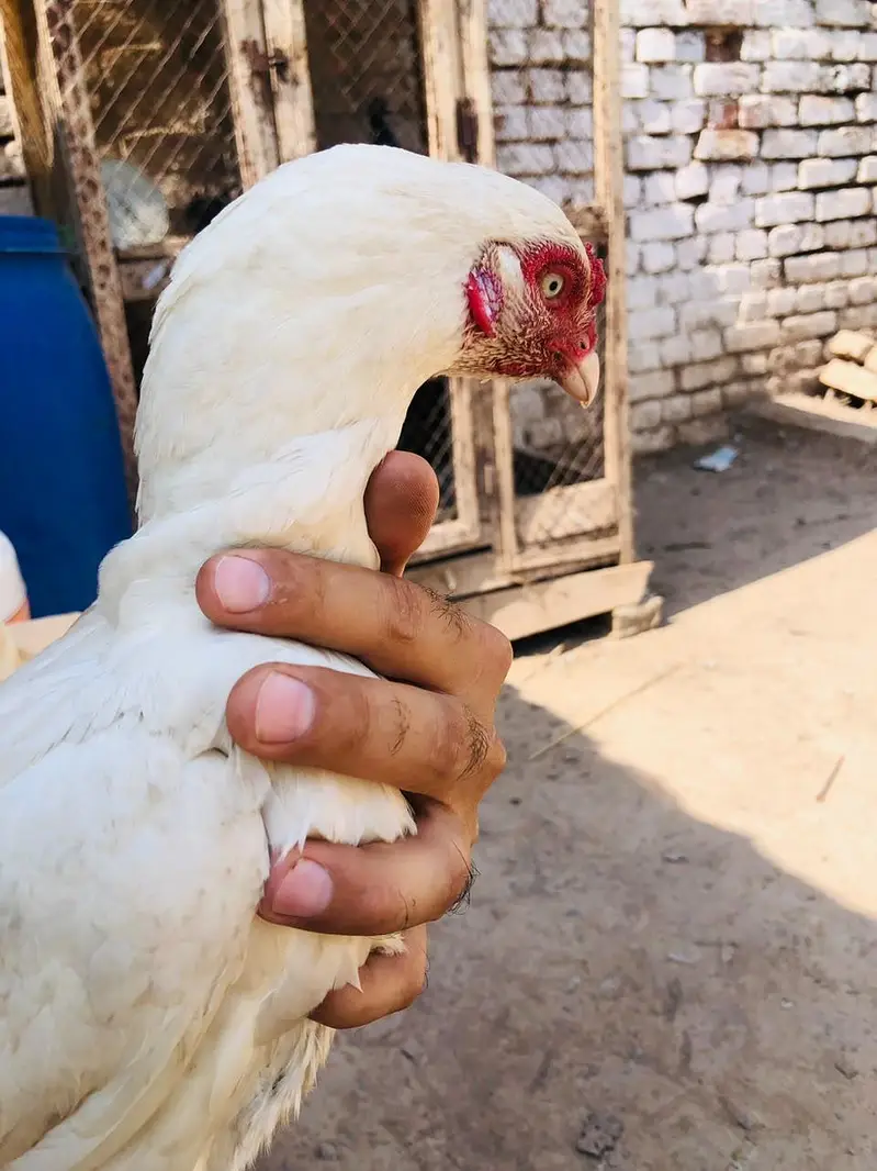 Aseel Hera hen for sale — photo 3