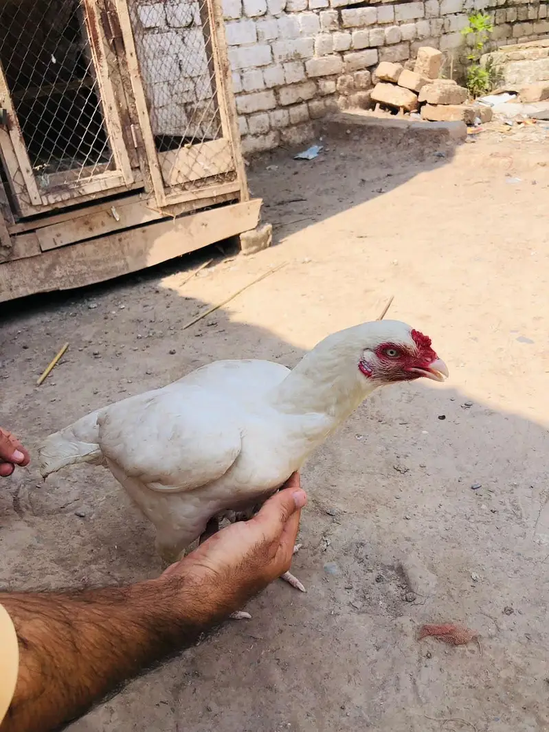 Aseel Hera hen for sale — photo 4