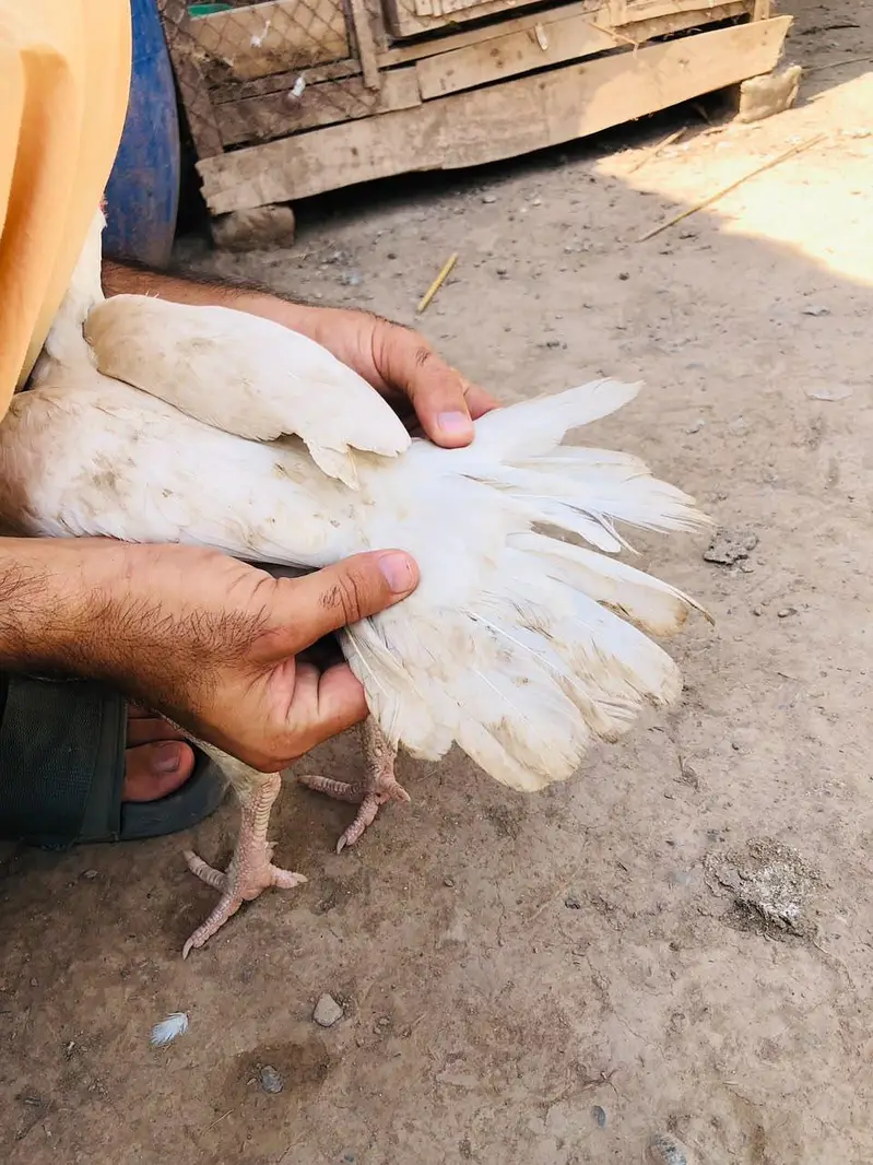 Aseel Hera hen for sale — photo 5