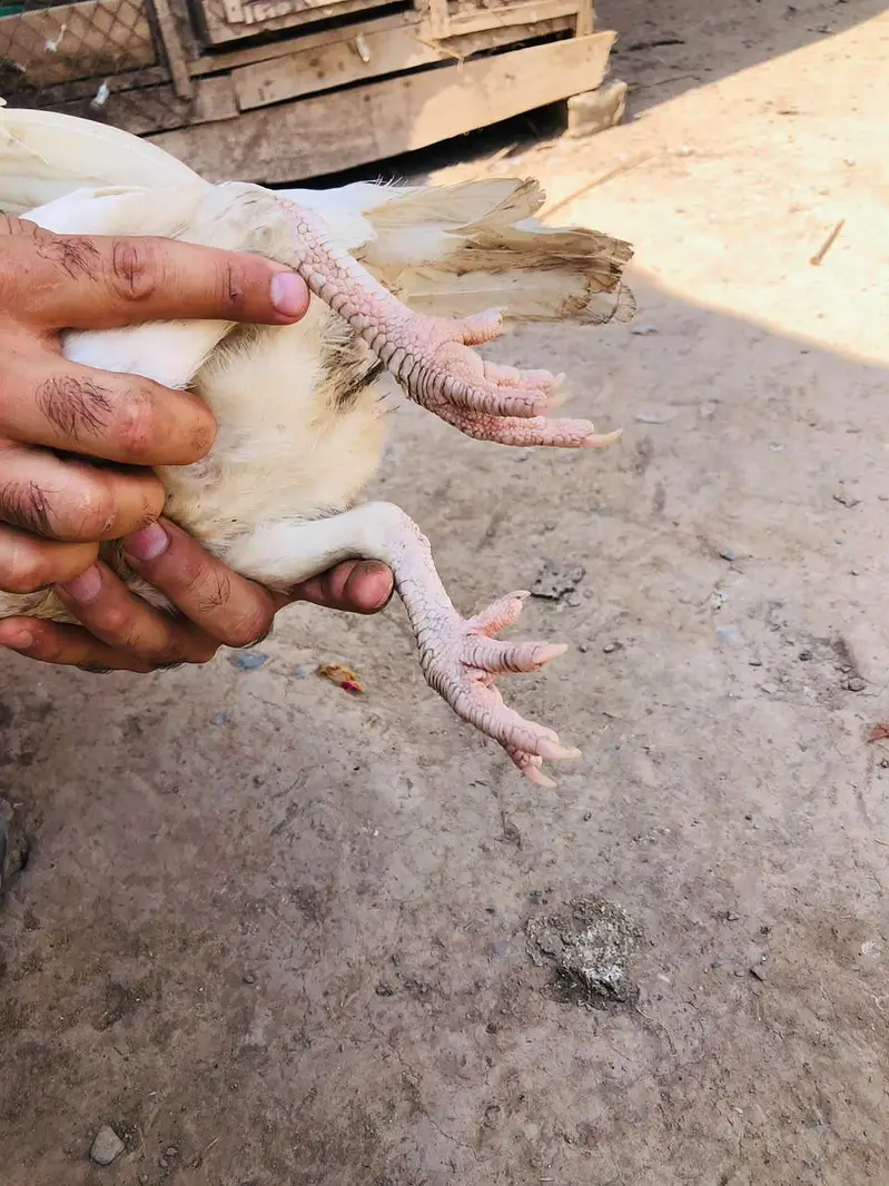 Aseel Hera hen for sale — photo 6