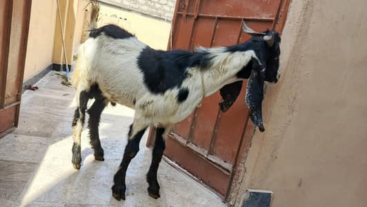 2 Bakre for sale in munasib qeemat