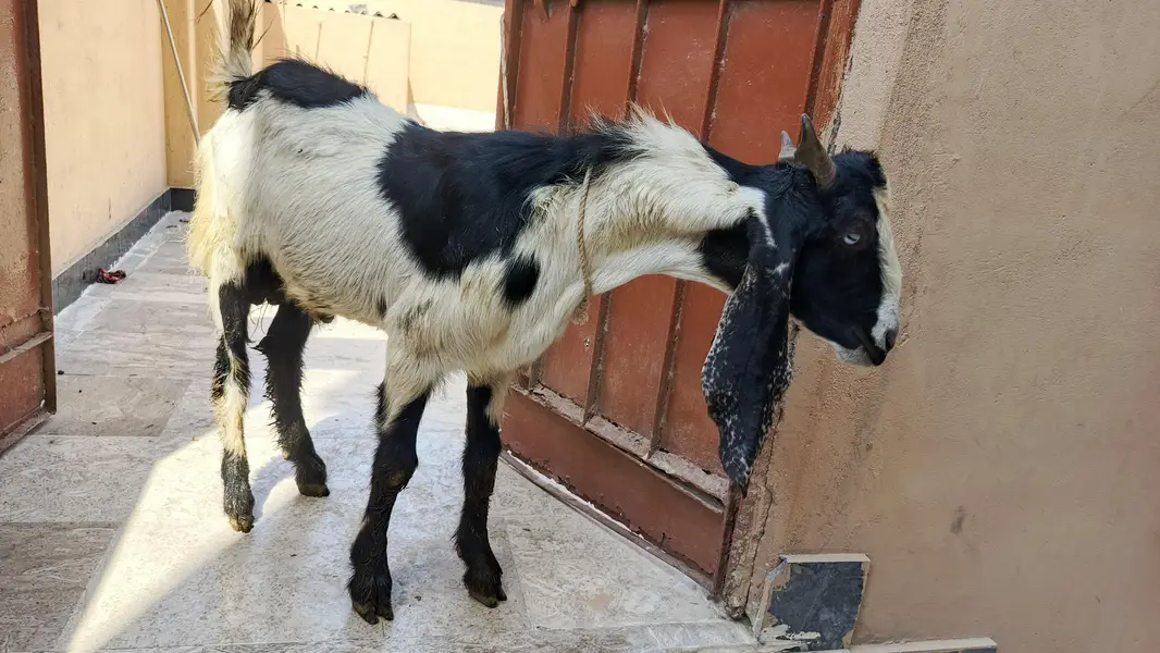 2 Bakre for sale in munasib qeemat — photo 3