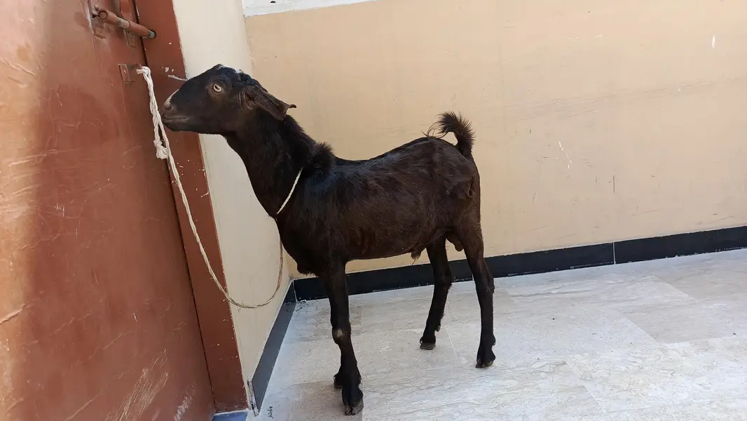 2 Bakre for sale in munasib qeemat — photo 4