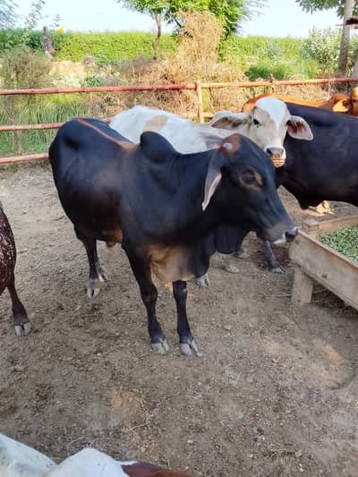 Ahmad cattle farm