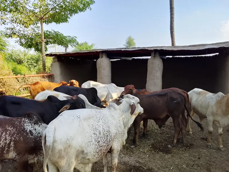 Ahmad cattle farm — photo 2