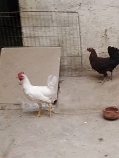 desi murgia forsale