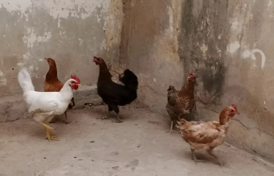 desi murgia forsale — photo 2