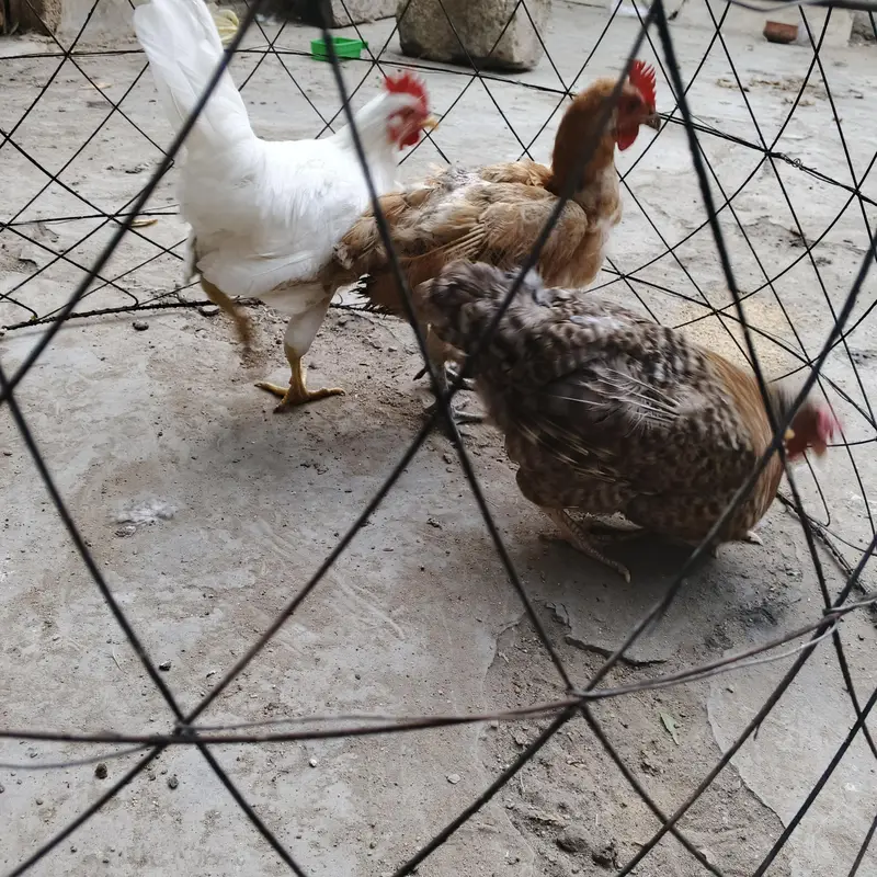 desi murgia forsale — photo 3