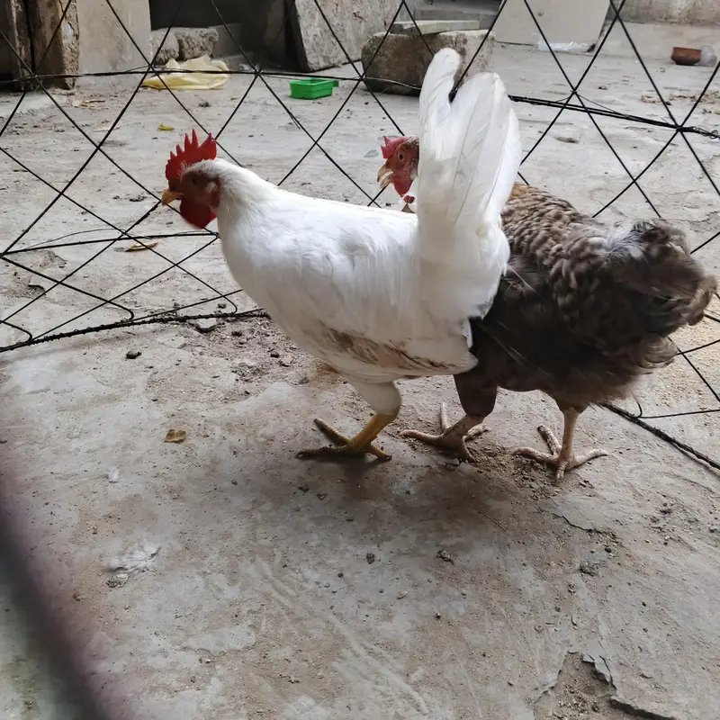 desi murgia forsale — photo 4