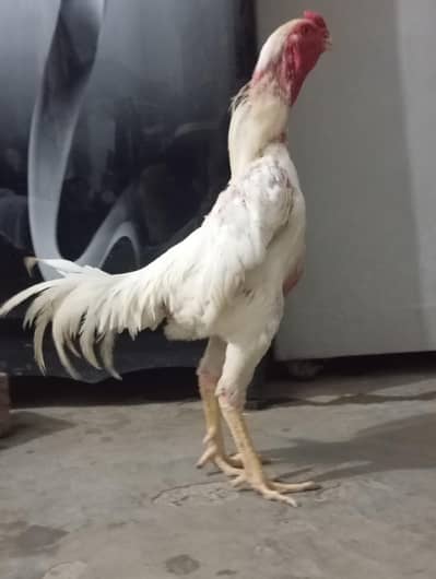 Shamo/ White Shamo/ Shamo male/Shamo Breeder/white aseel