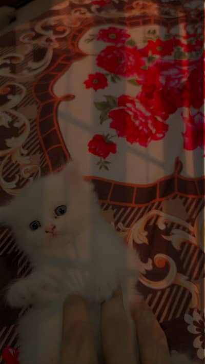 Kittens or big cats available!!