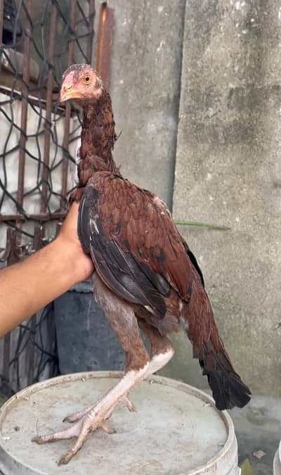 Aseel Home Breed Pathi